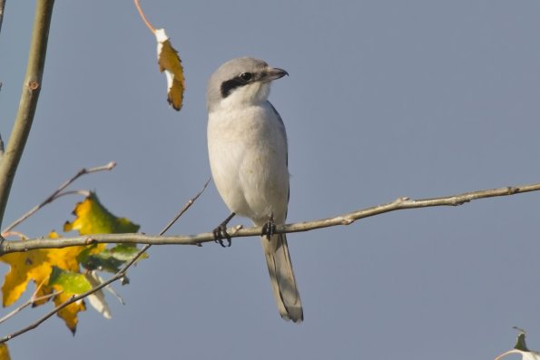 Neuntöter, Hohenau, AT