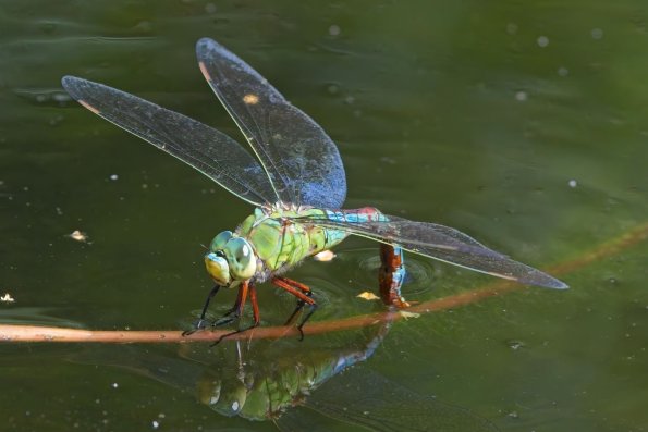 Königslibelle, Wien, AT