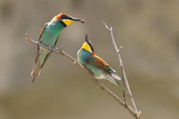 Bienenfresser, Weiden, AT