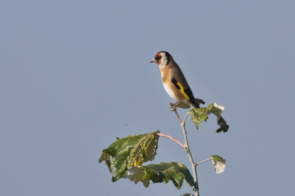 Stieglitz, Hohenau, AT