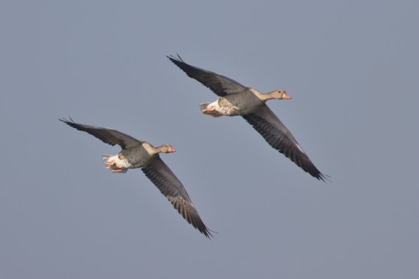 Graugans, Hohenau, AT