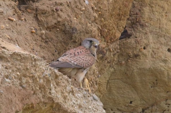 Turmfalke, NP Seewinkel, AT