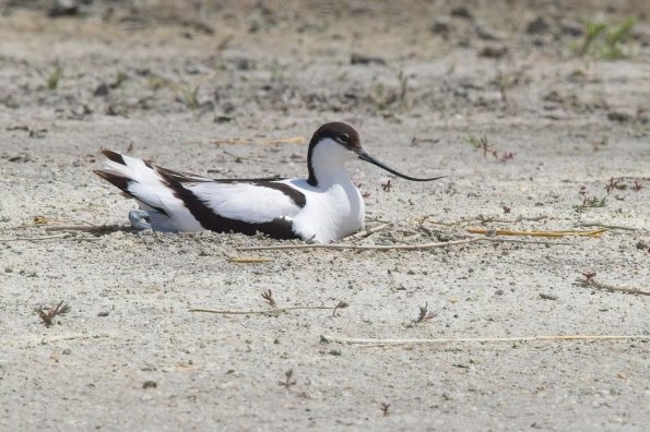 Säbelschnäbler, NP Seewinkel, AT