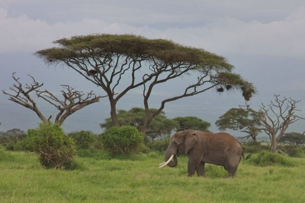 Savanna Elephant / Afrikanischer Elefant, Amboseli, Kenia