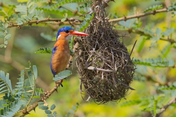 Malachite Kingfisher / Malachiteisvogel, Speke Bay, Tansania