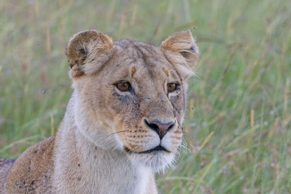 Lion / Löwe, Masai Mara, Kenia