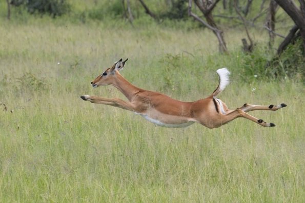 Impala / Impala, Serengeti, Tansania