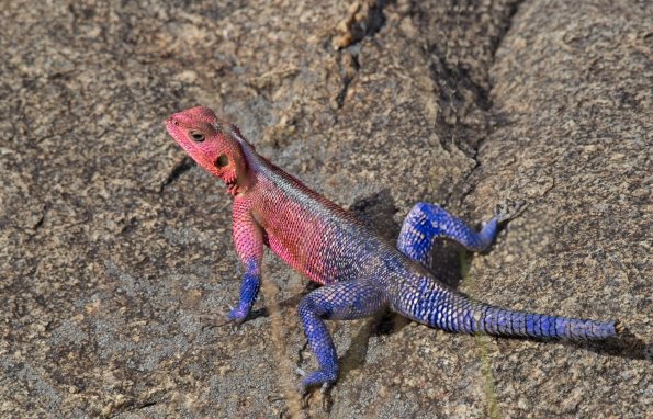 Mwanza Flat-headed Agama / Stahlblaue Felsenagame, Serengeti, Tansania