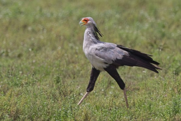 Secretarybird / Sekretär, Ngorongoro, Tansania