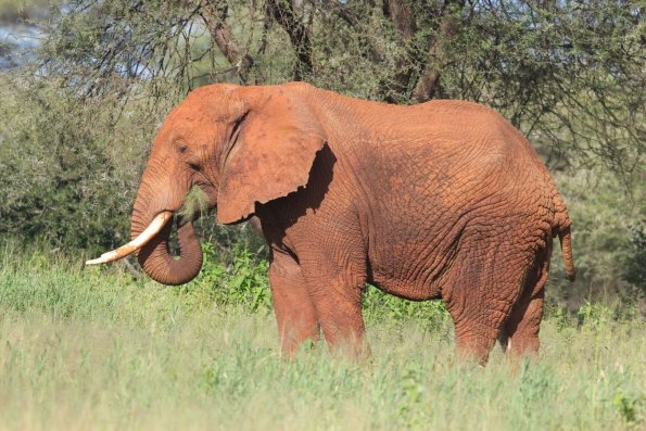 Savanna Elephant / Afrikanischer Elefant, Tarangire, Tansania