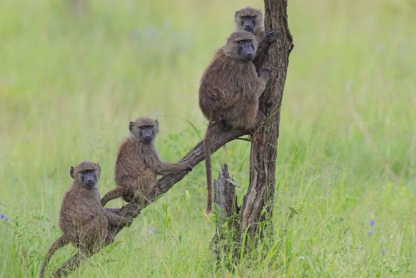 Olive Baboon / Grüner Pavian, Serengeti, Tansania