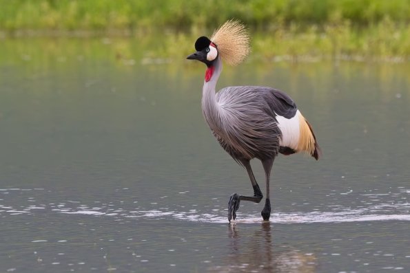 Grey-crowned Crane / Sudafrikanischer Kronenkranich, Ngorongoro Crater, Tansania